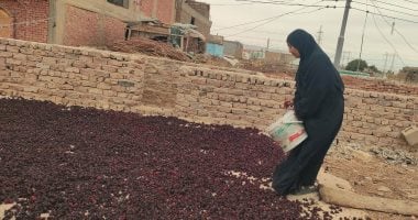 العمل فى موسم الكركدية فى منازل جنوب الأقصر