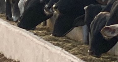 محطة تسمين الماشية بجنوب بورسعيد تستقبل 300 رأس كمرحلة أولى ماشية