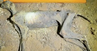 العثور على مومياوات لفهود فى السعودية يعود تاريخها إلى 1800 عام