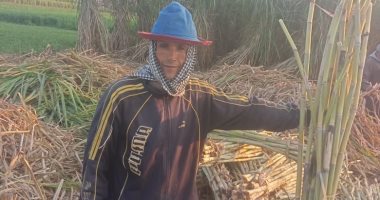 يابو اللبايش.. قرية كفر الجزيرة بزفتى إمبراطورية زراعة القصب بالغربية.. تضم 300 فدانا منزرعة بالمحصول وسعر القيراط يصل لـ3500 جنيه.. فرحة بين المزارعين ببدء موسم الحصاد: زراعة الفلاح النزيه.. صور
