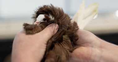  15000 زائر لمشاهدة 1000 حمامة.. فعاليات معرض الطيور العالمي فى بريطانيا 2026