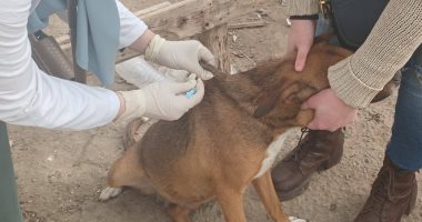 بيطري كفر الشيخ: خطة لمواجهة انتشار الكلاب وحملات للتحصين ضد السعار