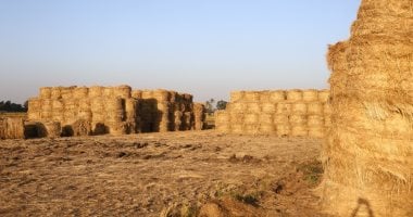 ذهب مصر الأخضر عابر للقارات.. بـ 40 مليون طن سنويًا مصر تهزم السحابة السوداء وتحول مخلفات الحقول إلى استثمارات بـ 210 مليون يورو.. 22 مصنعاً لرفع نسبة التدوير.. وإدكو نموذجا لتوطين صناعة أخشاب MDF