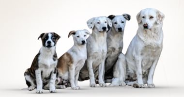 تصدير الكلاب