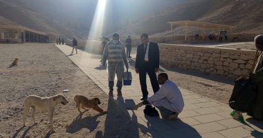 بيطرى الأقصر تجرى عمليات تحصين لـ52 من الكلاب الحرة في وادى الملوك.. صور