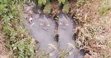 ضبط مجزر دواجن يصرف مخلفاته بالمجارى المائية المخصصة للرى فى الفيوم