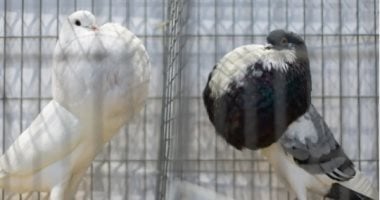 العالم هذا المساء.. معرض الطيور العالمي فى بريطانيا 2026 يواصل فعالياته وسط إقبال كبير من الزوار.. مدينة الجليد العالمية فى الصين تتألق بالتزامن مع فعاليات مهرجان عالم هاربين.. وزلزال بقوة 5.5 درجة يضرب تنزانيا