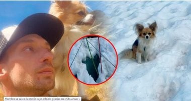 كلب ينقذ صاحبه