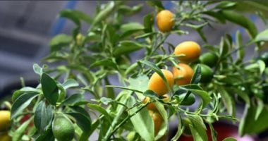 طفرة فى التشجير.. المشاتل والمتاجر تزين شتاء المدينة المنورة بالمساحات الخضراء