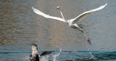 رحلة الطيور المهاجرة.. طائر البلشون يزين بحيرات الصين