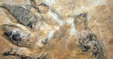 اكتشاف أكبر أثار أقدام ديناصورات بالعالم.. يعود إلى 130 مليون سنة فى أستراليا