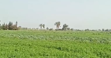 طقس دافئ وهبوب رياح بكفر الشيخ وتوقعات بهطول أمطار.. فيديو