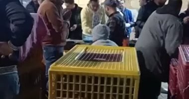 تجميع الحمام الزاجل استعدادًا لسباق المنيا والعودة إلى كفر الشيخ.. بث مباشر