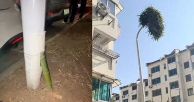 خيزران يخترق عمود إنارة ويتحول إلى رمز للصمود فى الصين