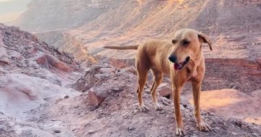 إصابة طفل بإصابات خطيرة إثر هجوم كلاب ضالة 