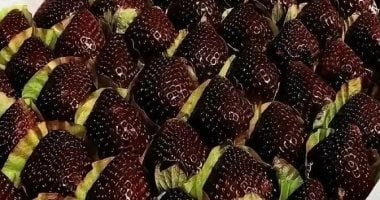 فراولة اللؤلؤة السوداء تشعل موجة جديدة من هوس الطعام