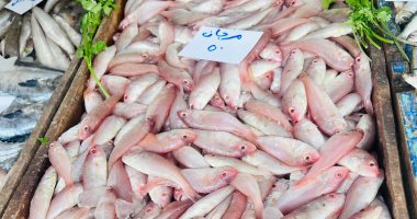 المرجان بـ50 جنيها.. أسعار الأسماك بكفر الشيخ اليوم الأحد 25 يناير 2026