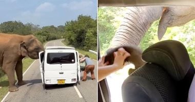 شاهد لحظة فرار سياح مذعورين بعد تدمير فيل لسيارتهم فى سريلانكا