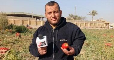 كيلو الطماطم بـ 8 جنيهات.. شاهد بشاير الخير من الشرقية (فيديو)