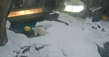 دب قطبى يحول العاصفة إلى لحظات مرح بعد تساقط كثيف للثلوج.. فيديو