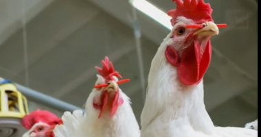 حقيقة ارتفاع أسعار الدواجن نتيجة نقص المعروض بالأسواق يكشفها مجلس الوزراء