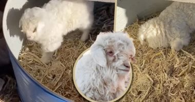 خروف صينى يتظاهر بالموت حينما يقترب منه أحد.. يُعرف بـ دراما كوين