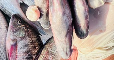 البلطى بـ40 جنيه.. أسعار الأسماك بكفر الشيخ الخميس 29 يناير 2026