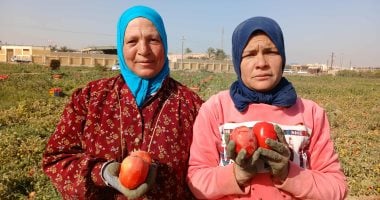 كسب الحلال جميل .. الأيادى الناعمة تحصد محصول الطماطم فى الشرقية.. صور