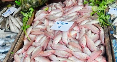المرجان بـ 50 جنيها والبلطى 40 جنيها.. أسعار الأسماك بكفر الشيخ الجمعة 30 يناير