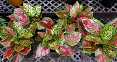 5 نباتات تبدد كآبة الشتاء وتنور بيتك.. السيلفر بوتوس الأبرز 