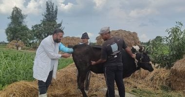 تحصين 170 ألف و206 رأس ماشية بكفر الشيخ ضد الحمى القلاعية والوادي المتصدع