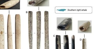 اكتشاف رماح مصنوعة من عظام الحيتان عمرها 5 آلاف عام فى البرازيل
