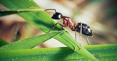 فطر يحول النمل إلى زومبي ويتحكم بسلوكه لنشر نفسه.. ما القصة؟