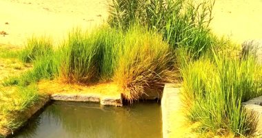 اختلفت حولها التفسيرات العلمية.. أغرب الآبار فى العالم تنتشر فى صحراء الوادي الجديد أحدها تزيد درجة حرارتها عن 80 درجة فى الشتاء والغليان فى الصيف.. وعين السرو المسحورة تنضح مياها لمن يزورها.. صور