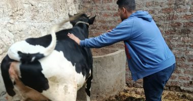 تحصين نحو 30 ألف رأس ماشية خلال الحملة القومية للتحصين بأسيوط