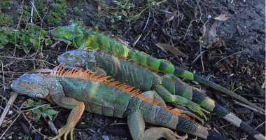 موجة برد قاسية تسقط حيوانات إجوانا متجمدة من أشجار فلوريدا