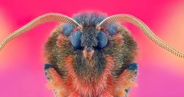 جمعية المصورين تعلن عن الفائزين فى مسابقة عام 2025.. صور