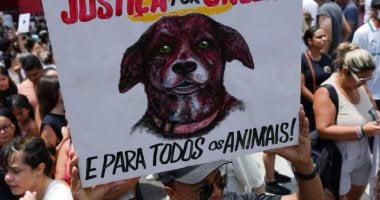 الجنازة حارة.. احتجاجات واسعة فى البرازيل بسبب مقتل كلب شارع