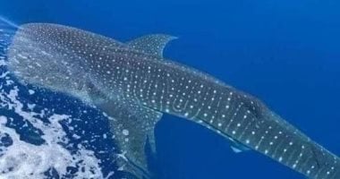 القرش الحوتى بهلول