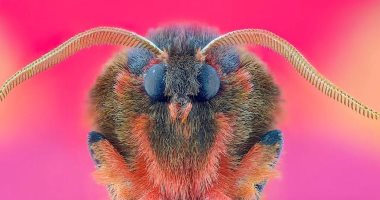 صور بديعة ولقطات ساحرة..  أعمال الفائزين فى مسابقة عام 2025 لجمعية المصورين