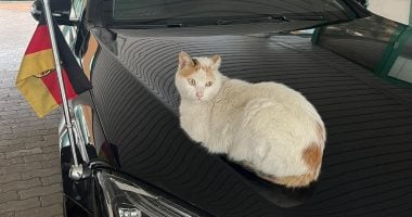 قطة على سيارة السفير  تبرز التعاون المصرى الألمانى فى صناعة السيارات