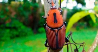 خنفساء النخيل الحمراء ترعب الأرجنتين.. إعلان طوارئ زراعية عاجلة