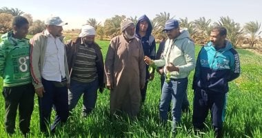 «ازرع» فى الوادى والدعم غير عادى.. خطة شاملة بالوادى الجديد لتحقيق أعلى إنتاجية من المحاصيل الاستراتيجية.. مبادرة «ازرع» تقدم خدمات وتسهيلات للمزارعين.. وبرامج الحقول المدرسية يدعم زراعات القمح والقطن.. صور