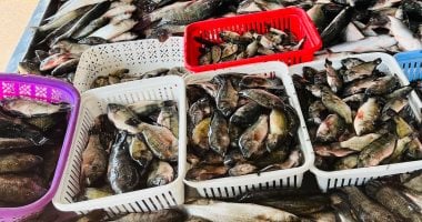 البلطي بكام؟.. أسعار الأسماك بكفر الشيخ الجمعة 6 فبراير 2026    