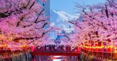 إلغاء مهرجان شهير لزهور الكرز فى اليابان بسبب سلوك السياح