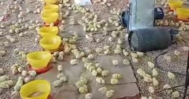 مزارع تربية وتسمين الدواجن