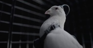 شركة روسية تروج لاستخدام غرسات دماغية لتحويل الحمام إلى أدوات مراقبة