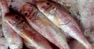 البلطى بـ95 جنيها والبورى بـ200 جنيه.. أسعار السمك بالإسكندرية اليوم