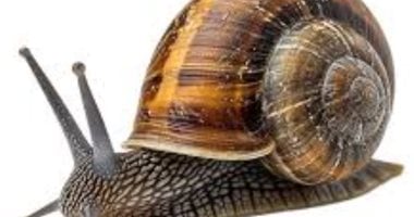 إنقاذ حلزون نادر من الانقراض بانجلترا