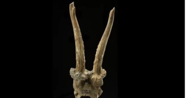 اكتشاف غطاء رأس مصنوع من جمجمة غزال يعود تاريخه إلى 7500 عام في ألمانيا